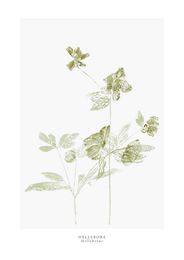 a year in bloom. Set of 12 handprinted floral postcards.