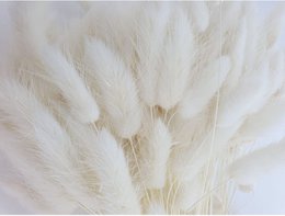 Lagurus Dalio white 100 g