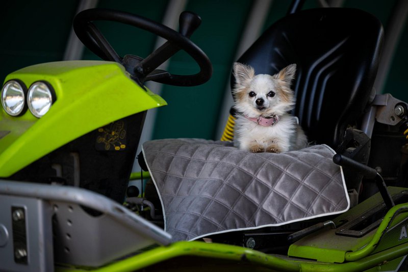 OXFORD fløjlstæppe til hunde