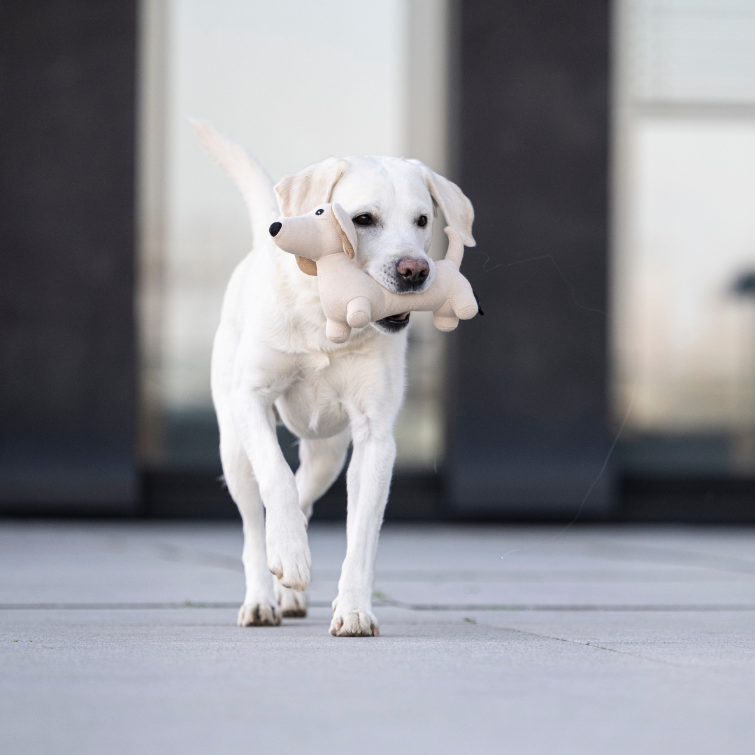 Hundespielzeug Dackel Pepe
