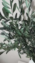 Preserved olive branches green from Italy