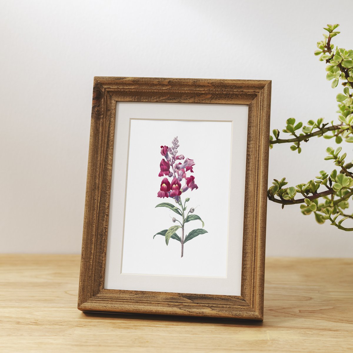 Botanische kunst print mix x16 | Vintage bloem illustratie | Kunst aan de muur