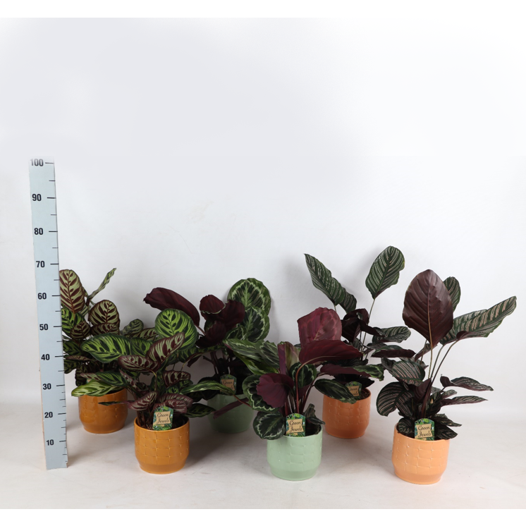 Kolorowy Mix Romantyczny w ceramice Sanne s.17