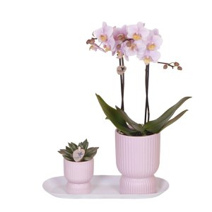 Hummingbird Orchids | Plant set Floral Blush pink small| Green plants with Phalaenopsis orchid in Floral Blush pink decorative pots and white tray