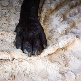COZY Kuscheldecke für Hunde