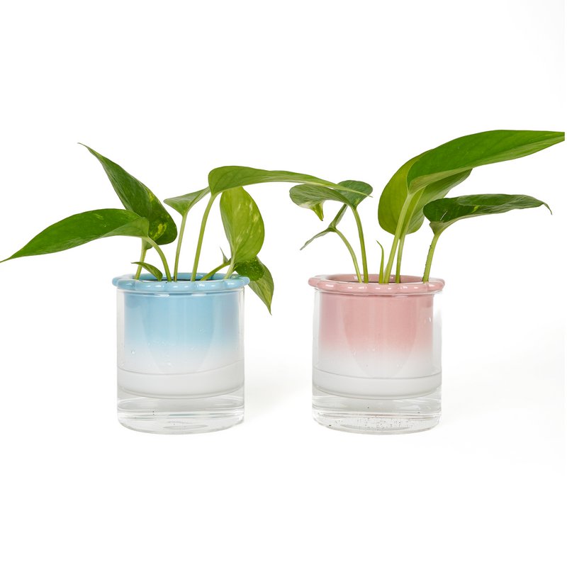 HYDROPONIC VASE CELESTINA HF