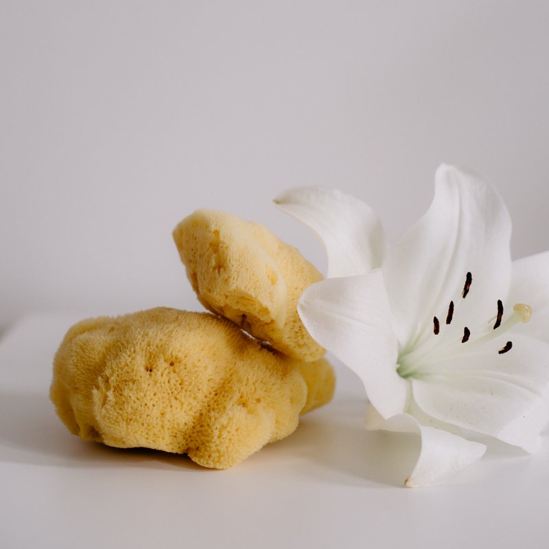 Facial natural sponge in gift box, medium