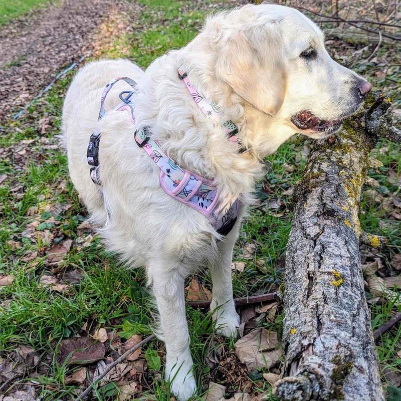 Pastel dog collar