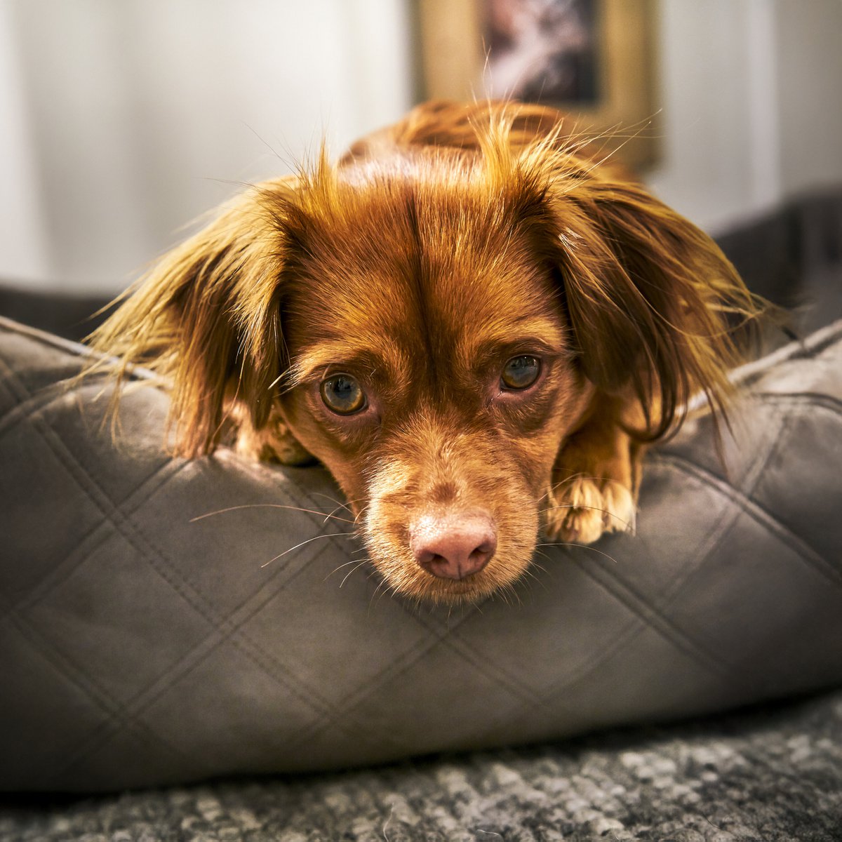 OXFORD I CLASSICO HUNDEBETT