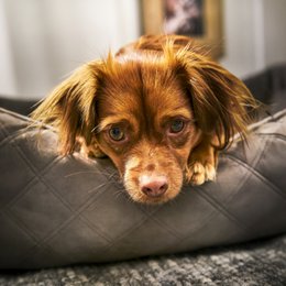 OXFORD I CLASSIC HUNDEBETT