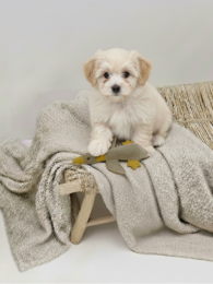 BUDDY. Leather dog toy "Little Duck"