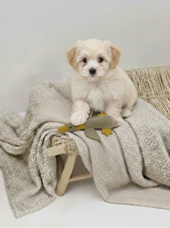 BUDDY. Leather dog toy "Little Duck"