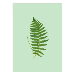 Postkarte Fern