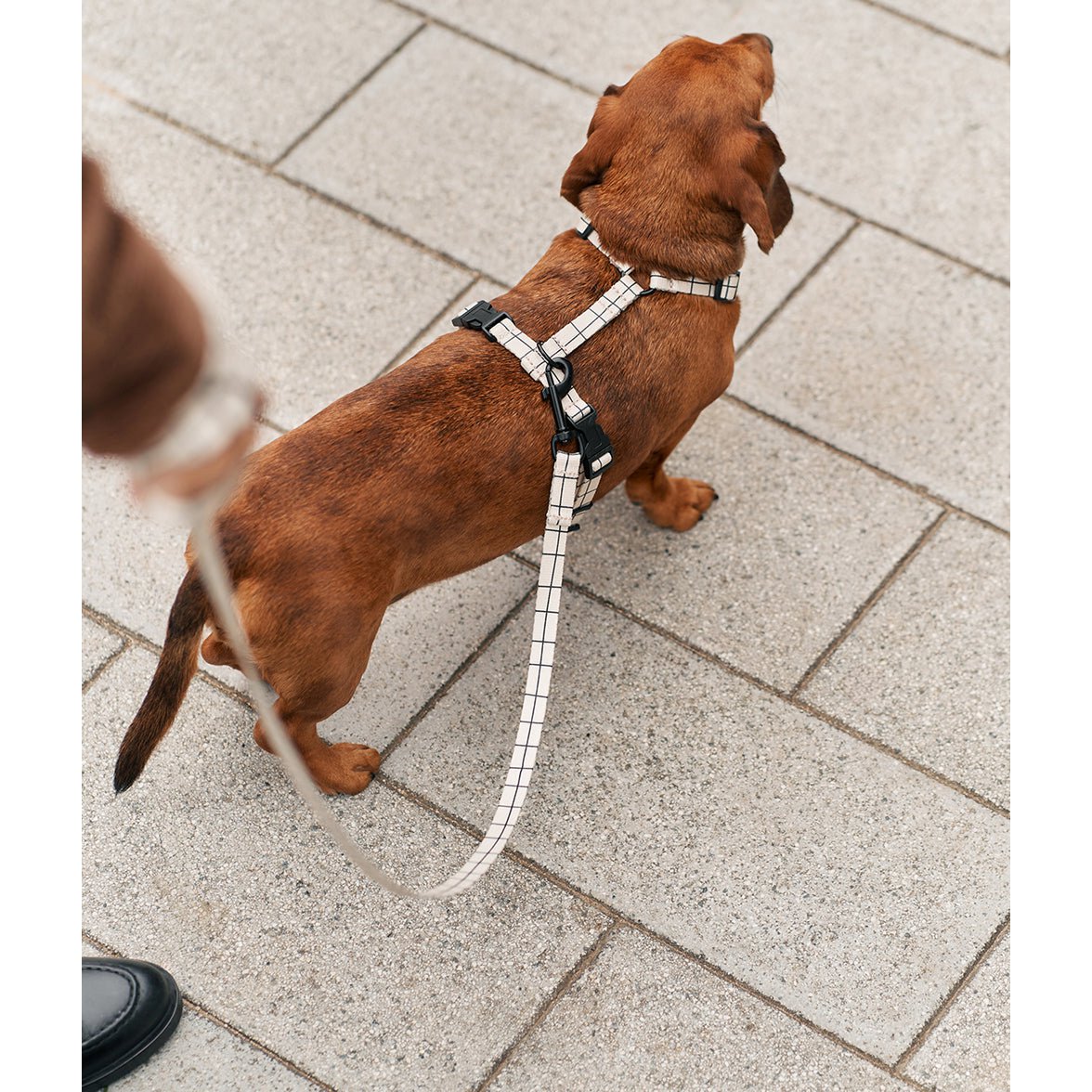 Leash 1.2m Recycled PET Beige Line Design, Juno