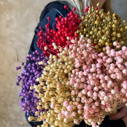 35 stelen Gedroogd Linnen Naturel