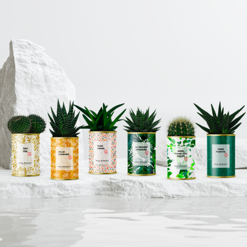 CACTUS PM MINIMAL - 36 ASSORTED UNITS (COMPLETE COLLECTION)