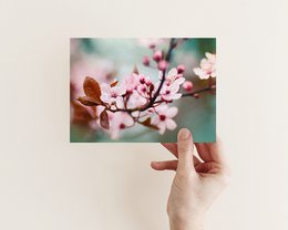 Postcard greeting card plum blossom (PK_055)