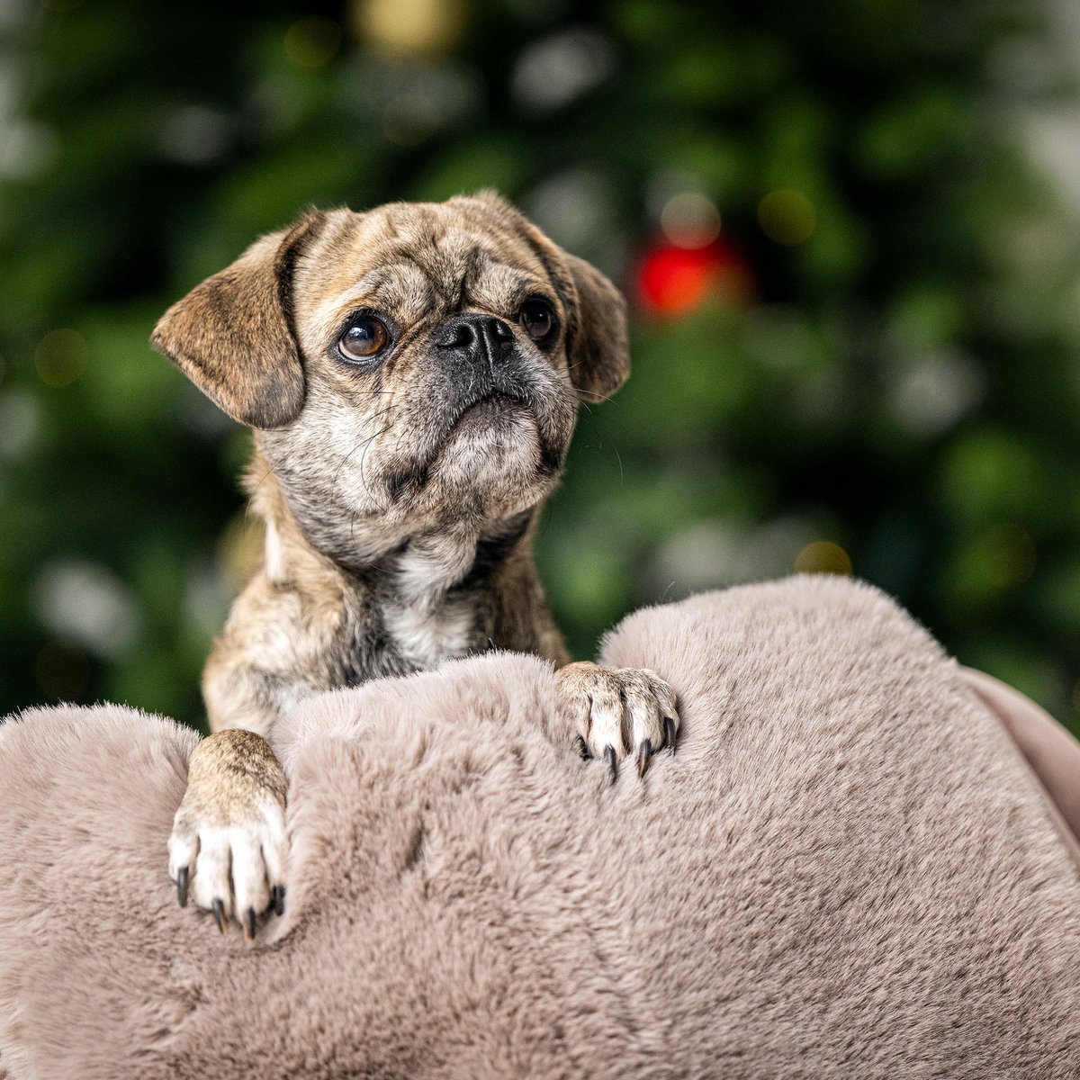 SOFT AFFAIR knuffeldeken voor honden