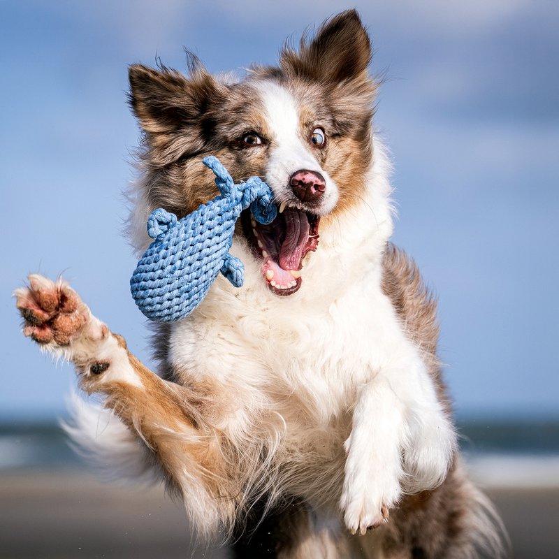 Maritimes Hundespielzeug aus Baumwolltau - CAPTAIN SPLASH