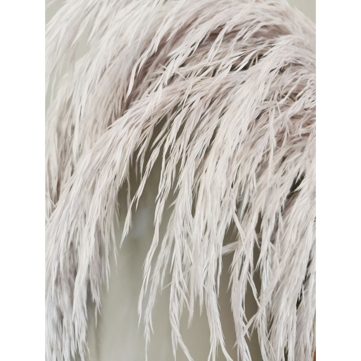Pampas Light Lavender, stabilizowany, +/- 80cm, 1 łodyga