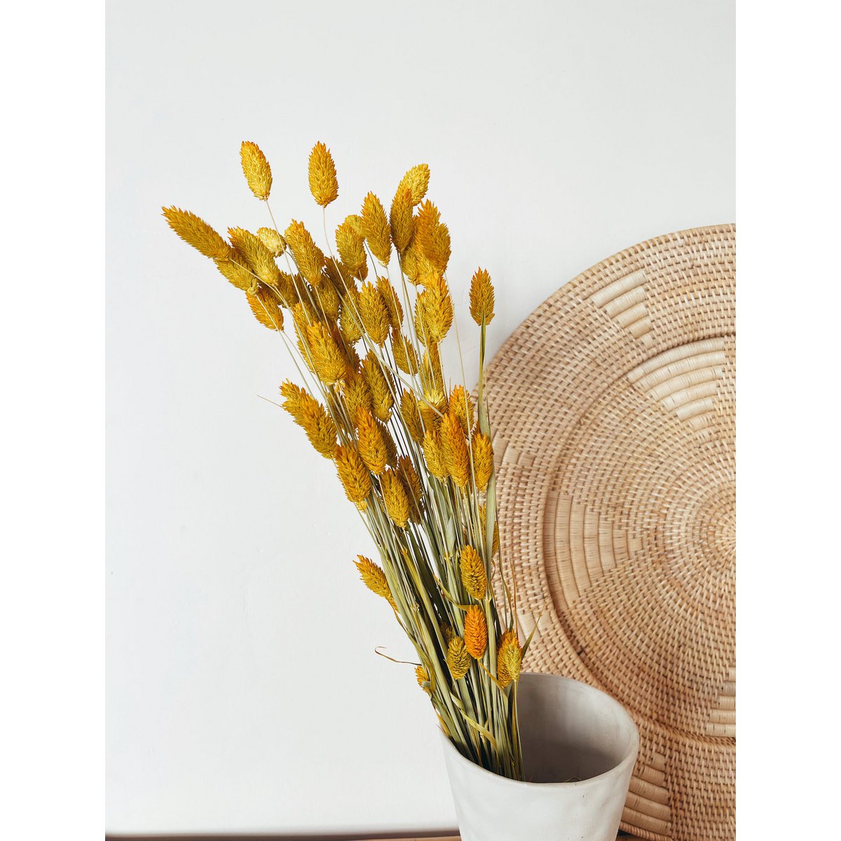 Phalaris gule tørrede blomster