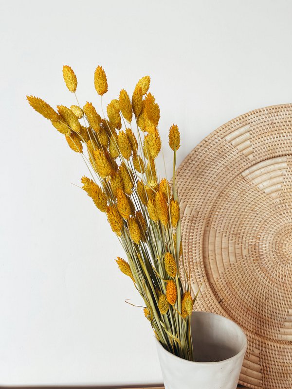 Phalaris gule tørrede blomster