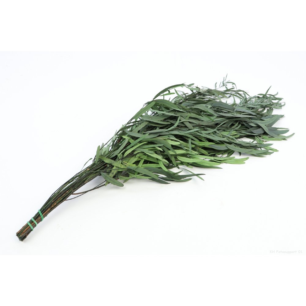 Eukalyptus Nicoly konserviert, ca. 80cm, ca. 150 g, grün