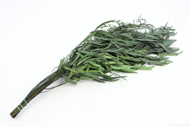 Eukalyptus Nicoly konserviert, ca. 80cm, ca. 150g, grün