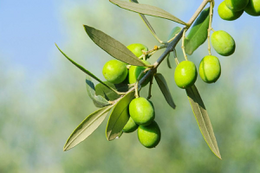 EVOO Premium Extra Vierge Olijfolie 500ml.