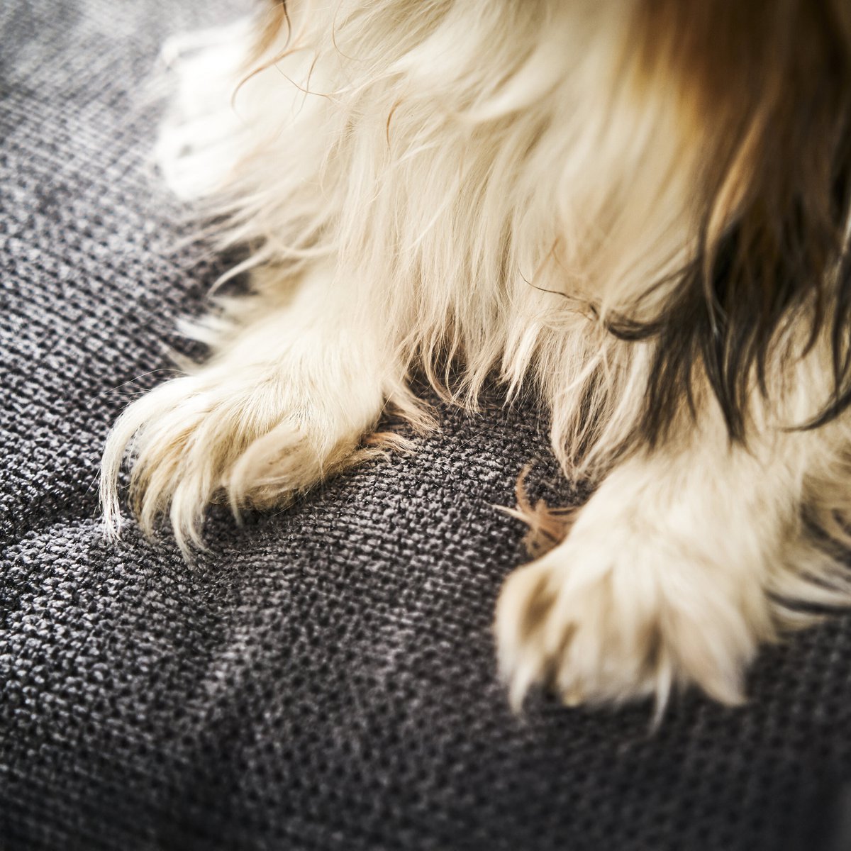 TUDOR ORTHO | Premium Orthopedic Dog Bed