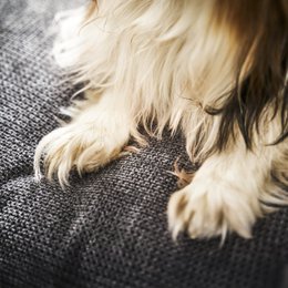 TUDOR ORTHO | Premium Orthopedic Dog Bed