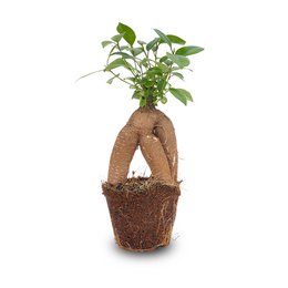 Ficus microcarpa ginseng bonsai, approximately 20 cm tall, with green leaves and a gnarled, twisted trunk in a paper pot.