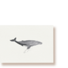bultrugwalvis | ansichtkaart