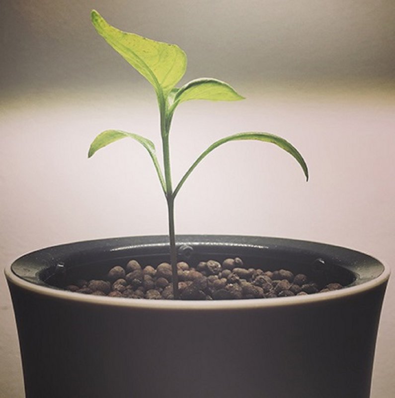 Botanium - Laurel Green (6-pak)
