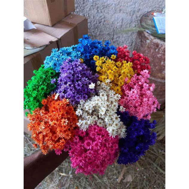 Glixia Mini-Sternblumen