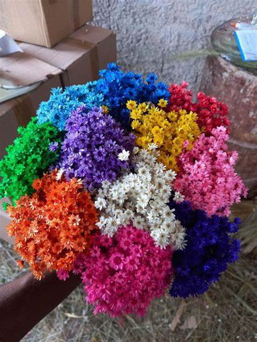 Glixia mini star flowers