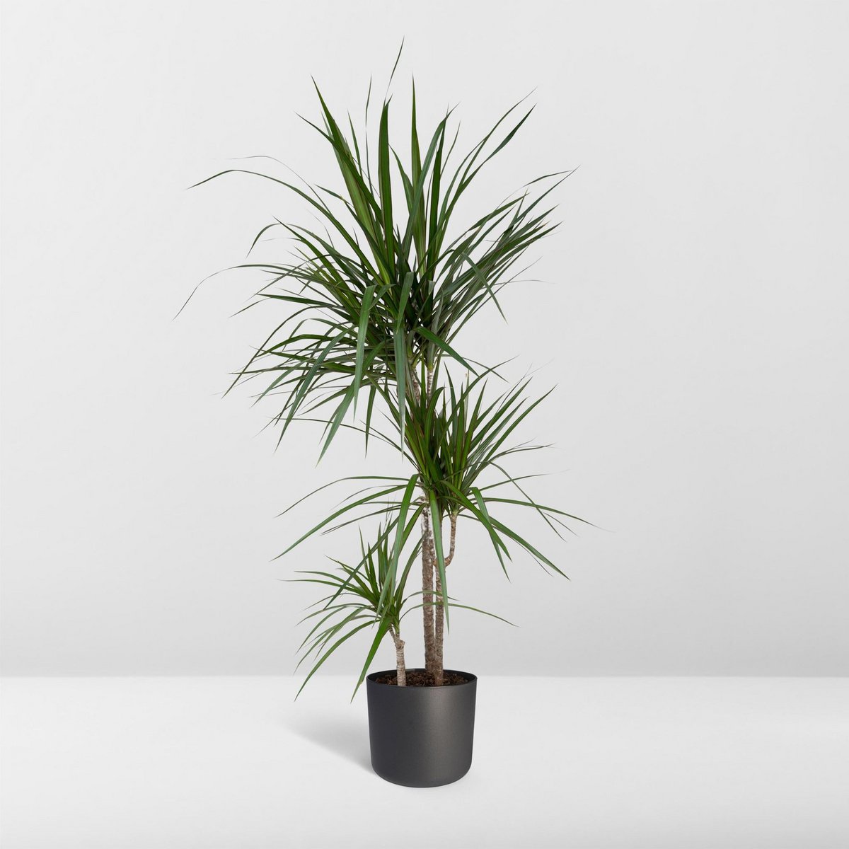 Dracaena Marginata - Dragon Tree - Ø21cm - ↕115cm