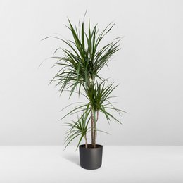 Dracaena Marginata - Dragon Tree - Ø21cm - ↕115cm
