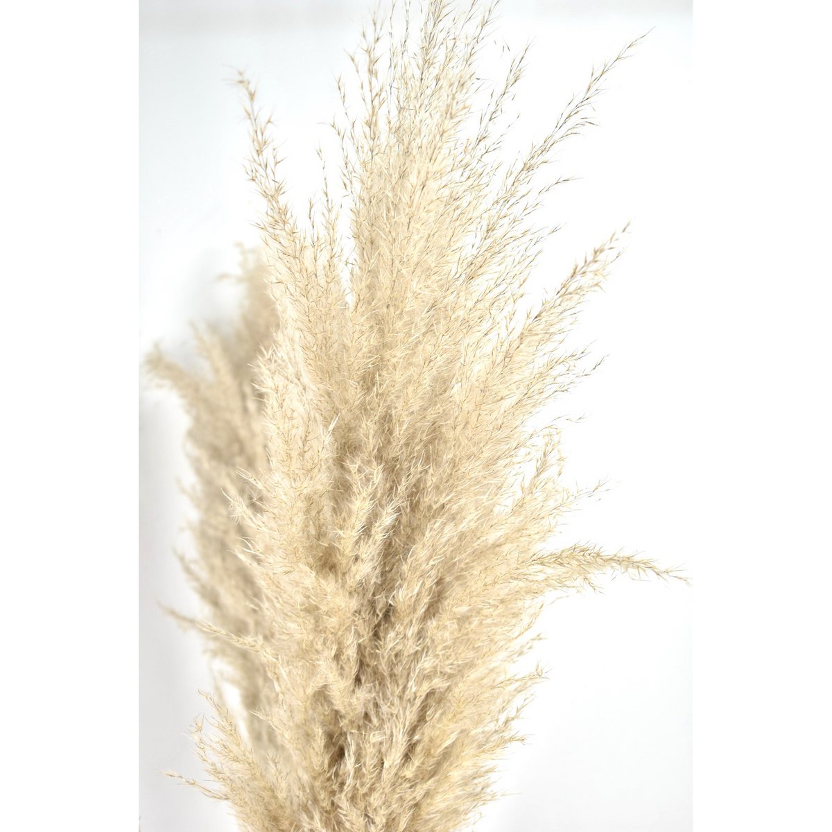 Pampas plumes - Cortaderia - natural - 100cm