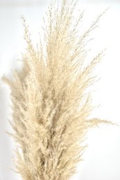 Pióropusze Pampasowe - Cortaderia - Naturalne - 100cm