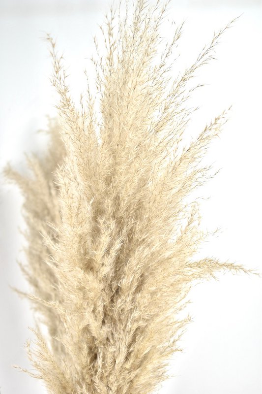 Pióropusze Pampasowe - Cortaderia - Naturalne - 100cm