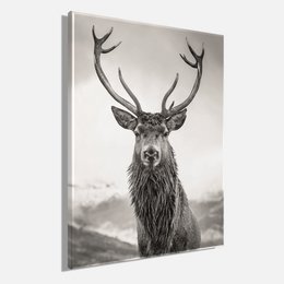 Vægbillede DEER 46x61 cm lærred billedbåre ramme dekoration moderne