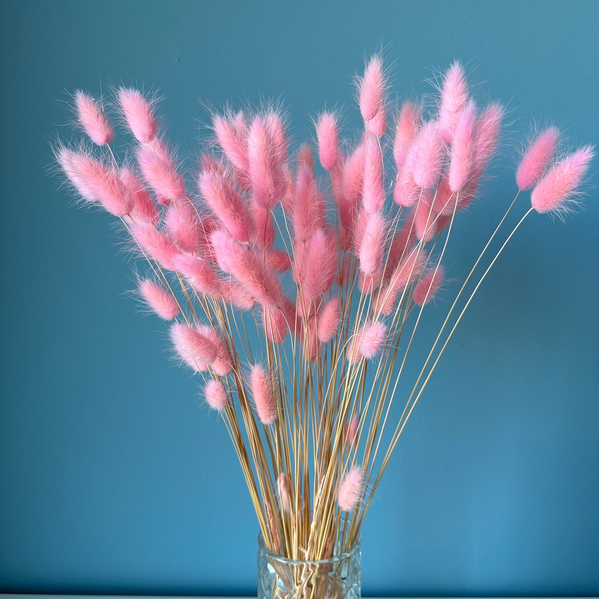 Queues de Lapin (Lagurus) 50g Rose Clair