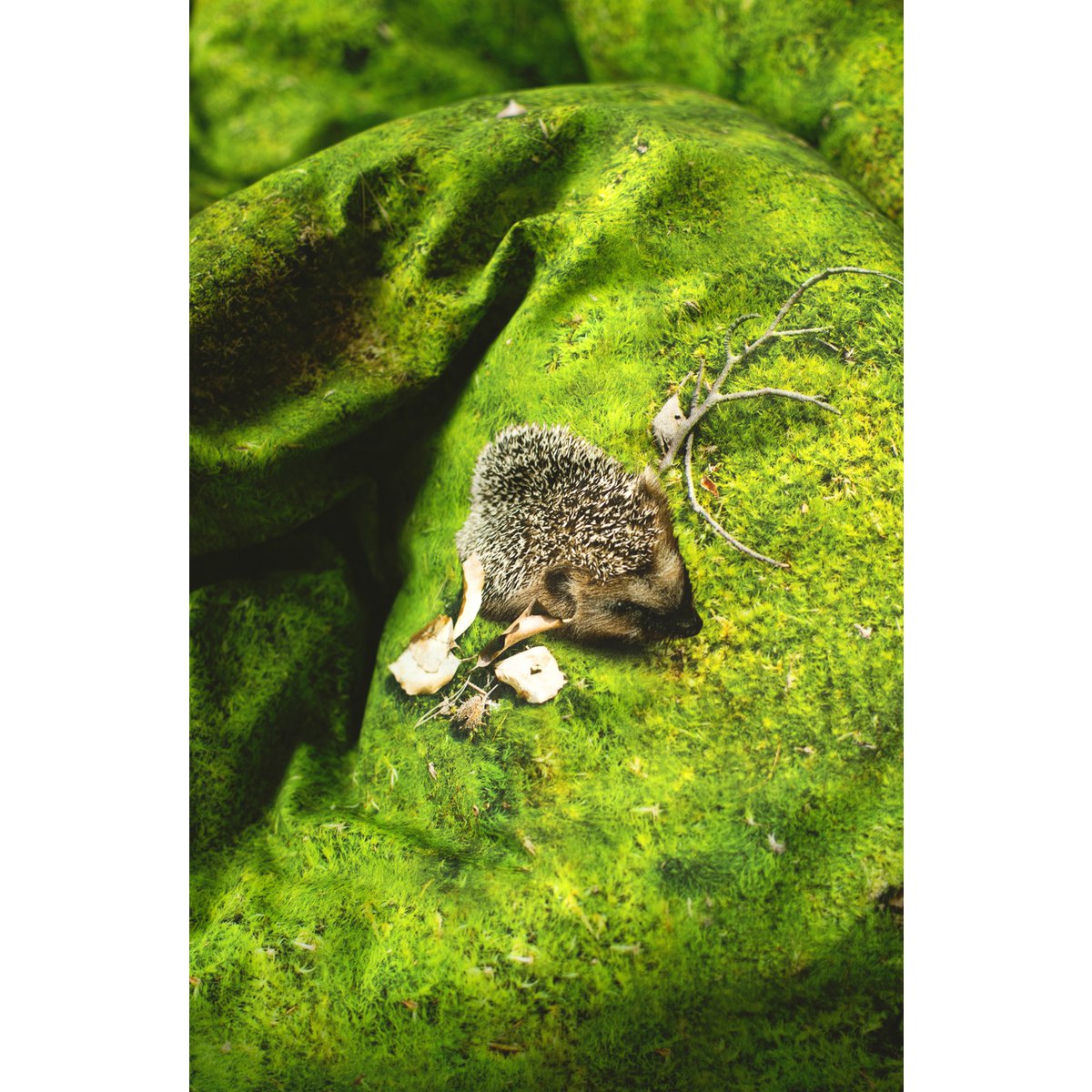 MOSS - Kissen gefüllt mit Buchweizenschalen - 50x30 cm