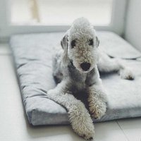 Matratze "Soft" für einen Hund und eine Katze - recycelt