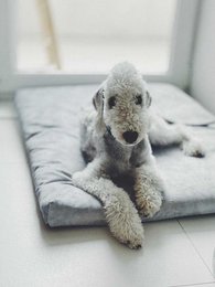 Madras "Soft" til en hund og en kat - genbrugt