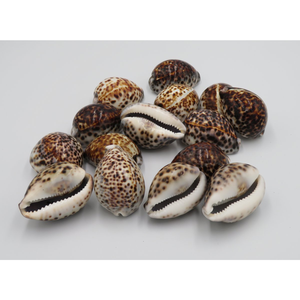1KG Skorupa Tygrysa Kowok "Cypraea tigris"
