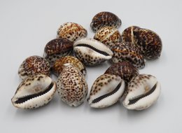 1KG Skorupa Tygrysa Kowok "Cypraea tigris"