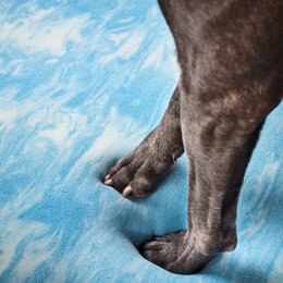 TUDOR ORTHO | Premium Orthopedic Dog Bed
