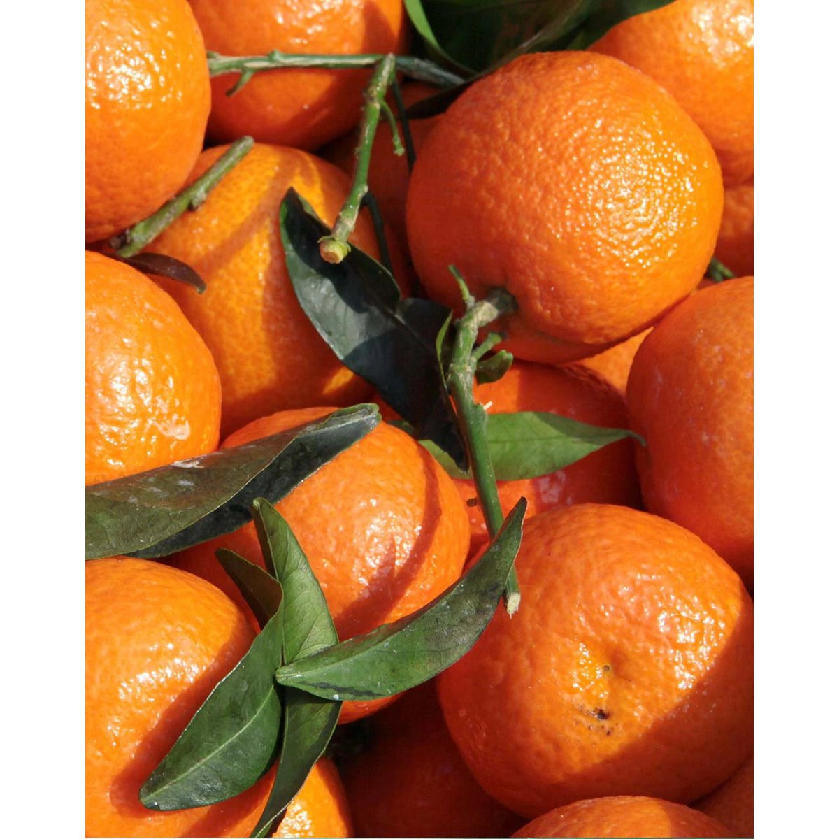 BITTER TANGERINE (MANDARINE) • For flavored water